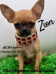 AKC Mini Male Applehead Chihuahua