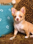 AKC Longcoat Chihuahuas