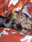 Ckc Long haired miniature dachshunds