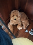 8 month old mini goldendoodle- male