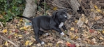 ONLY 2 LEFT!!! UKC Pitbull Puppies for Sale