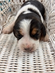 Beagle puppies AKC