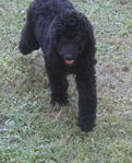 Goldendoodle Puppies