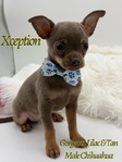 Stunning Lilac & Tan  Male Chihuahua