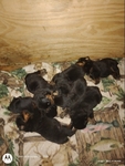 Gray's Kennel