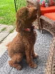 Golden Doodle Female