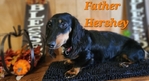 AKC Dachshunds - Fully Vetted & Ready Now! (Southeast Texas)