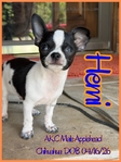 AKC Male Applehead Chihuahuas
