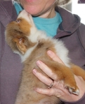 MINIATURE AUSTRALIAN SHEPHERD PUPPY  ASDR REGISTERED