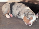 Toy Australian Shepherd Puppies!