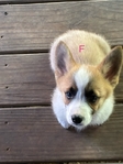 Pembroke corgi pups