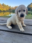 Gorgeous Yellow English Labrador Females