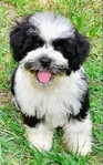 Snorkie Puppies 1/2 toy schnauzer 1/2 Yorkie