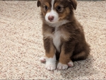 Toy Australian Shepherd Puppy