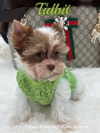 AKC Micro Male Chocolate Parti Yorkies