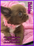 AKC Chocolate Applehead Longcoat Chihuahuas