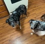 7month old Australian Pups for sale