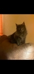 Maine coons