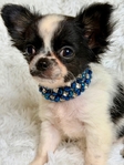 Exquisite AKC Male Applehead Chihuahuas