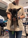 Puppies need to be rehomed