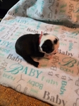 Boston terrier puppies