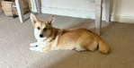 🐾 Pedigree Pembroke Welsh Corgi Puppies 🐾