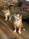 AKC Registered Shetland Sheepdog (Shelties)