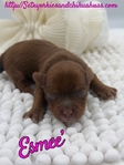 AKC Chocolate & Tan Female Yorkies