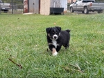 Mini Australian Shepherd Puppy