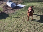 Found red blood hound