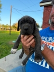 CANE CORSO PUPPIES