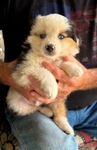 MINIATURE AUSTRALIAN SHEPHERD PUPPIES