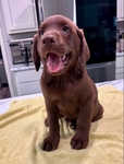 AKC Registered Chocolate Lab Puppies!