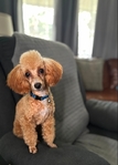 Toy poodle