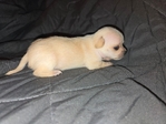 Chihuahua puppies