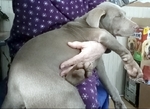 Beautiful Female Silver Lab puppy