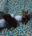 Free kittens, July 19th 2025 birthday, 2 males and 3 females!