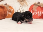 Toy Australian Shepherd Puppies!