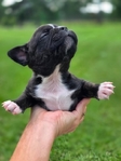 50/50 Frenchtons