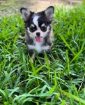 Chihuahua puppies Teacups & Tiny Toys