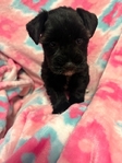CKC Mini Schnauzer Pups! reduced!!