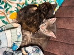 Beautiful kittens