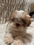 Beautiful Toy Shihtzu/Longhaired Frenchbulldog Puppies