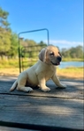Yellow English Labrador Retriever Puppies