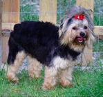 Yorkie Male 1 year old