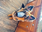 AKC GSD Male Dog