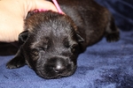 Working line german shepherd puppies