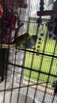 Quaker Parrots & parakeets (3 for sale of each)