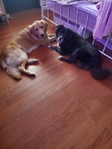 Golden/Collie Puppies