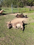 Mini Horses & 1 Mini Donkey